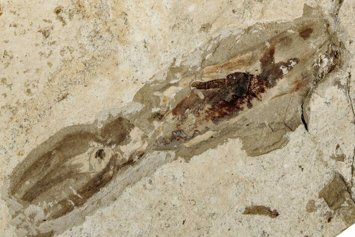 Cretaceous Fossil Squid with Tentacles & Ink Sac - Lebanon #200277